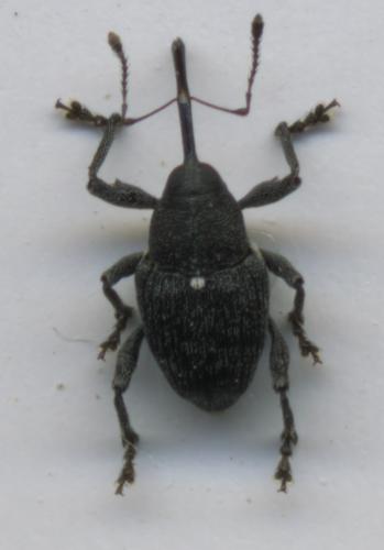 Réf. 203 628 : Curculio vicetinus
